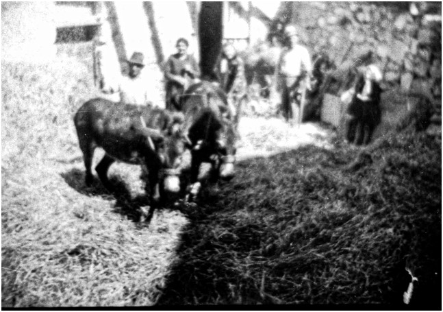 Questa immagine ha l'attributo alt vuoto; il nome del file è AAA-LIBRO-ANIMALI-.jpg