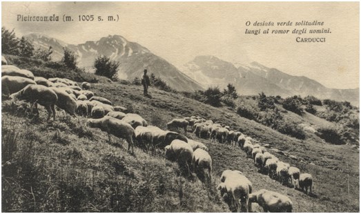 Questa immagine ha l'attributo alt vuoto; il nome del file è AAA-LIBRO-PABOTAMA-PECORE-1-1.jpg
